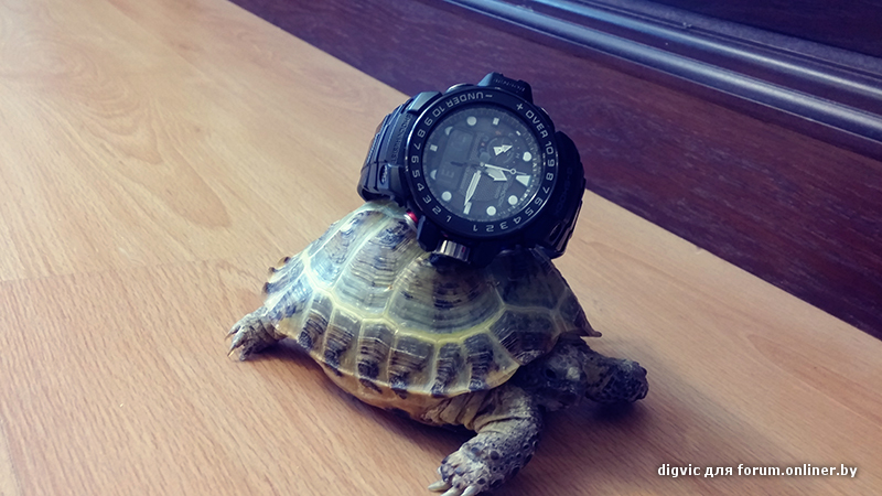 Часы черепаха. Steeldive sd1975. Часы черепаха. Часы с черепахой ручные. Часы черепаха.