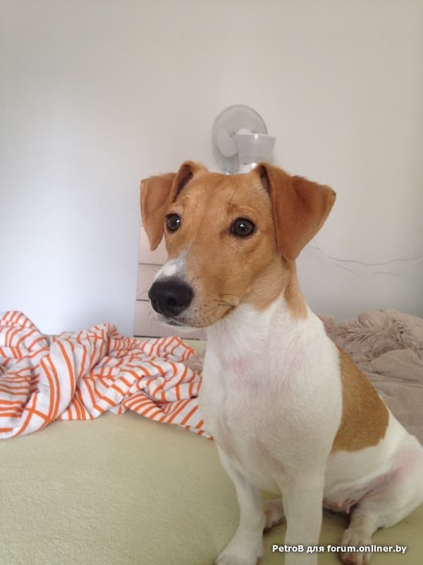 в хорошие руки рассела