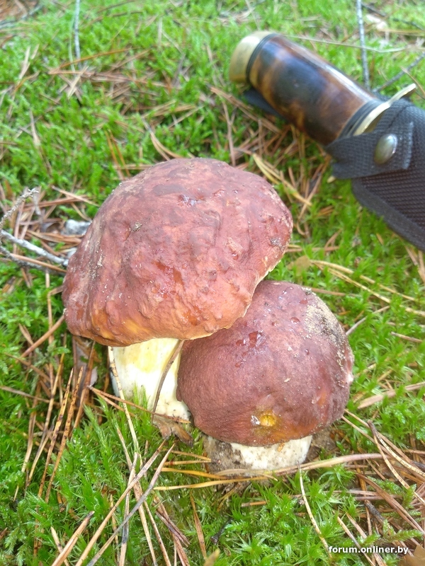 Искать грибы. Как искать грибы. Характеристика искусственно выращиваемых съедобных грибов