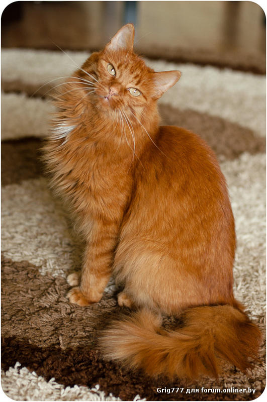 Рыжий кот с пушистым хвостом. Рыжая пушистая кошка. Пушистая рыжая полосатая кошка. Рыжие коты с длинной шерстью. Порода кошек с рыжей шерстью
