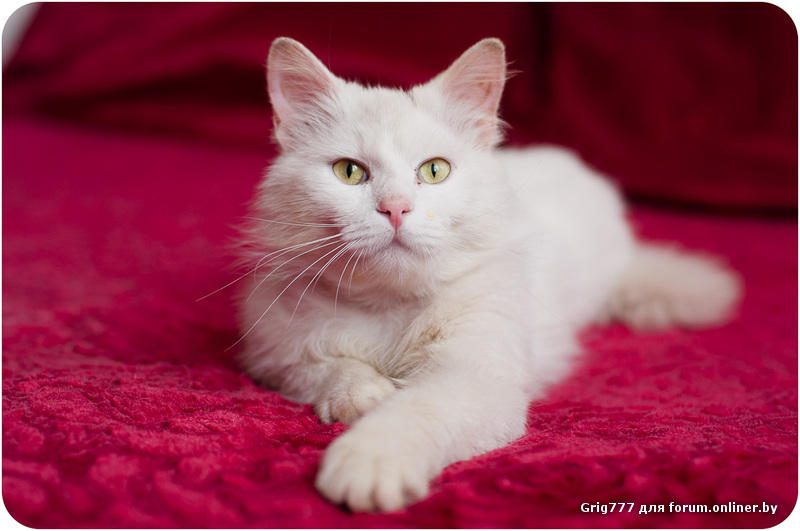 Белые коты. Кошка белая. Кошка турецкая ангора белая. Кошки альбиносы. Белый кот на белом пледе.