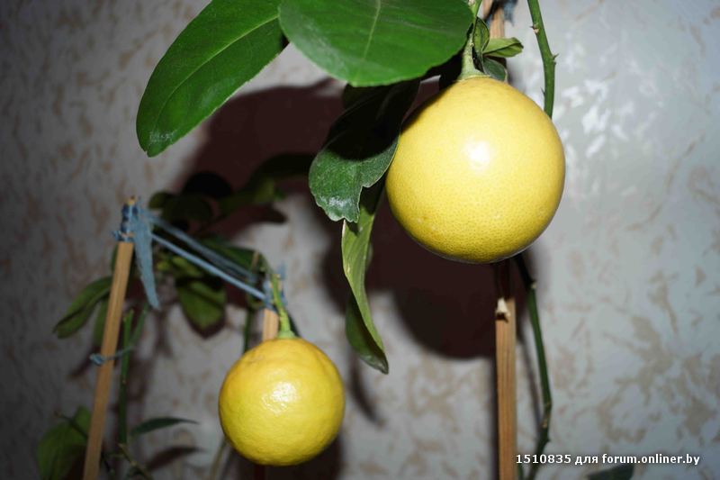 Можно ли выращивать мандарины в беларуси в открытом грунте?