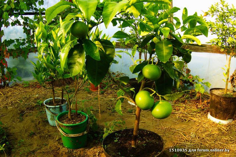 Можно ли выращивать мандарины в беларуси в открытом грунте?