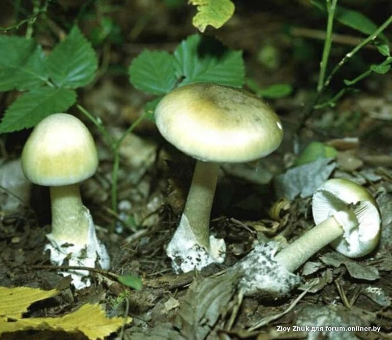 форум грибы