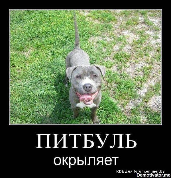 Воды мем с собакой питбуль