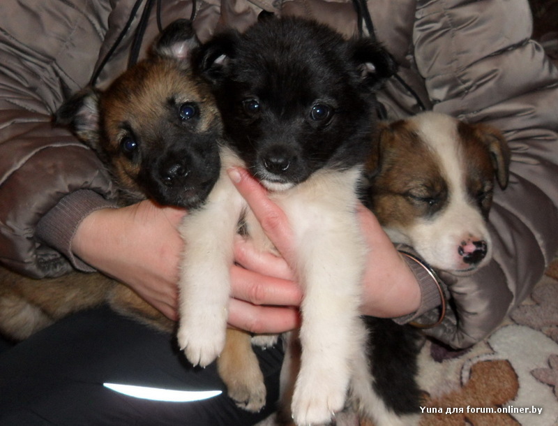 SAM_6989 - копия.JPG