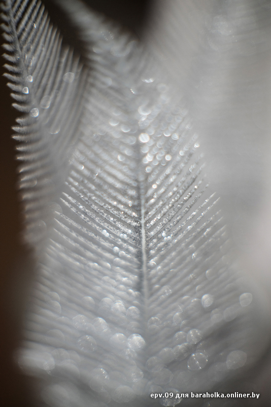 DSC09430--bigweb3.jpg