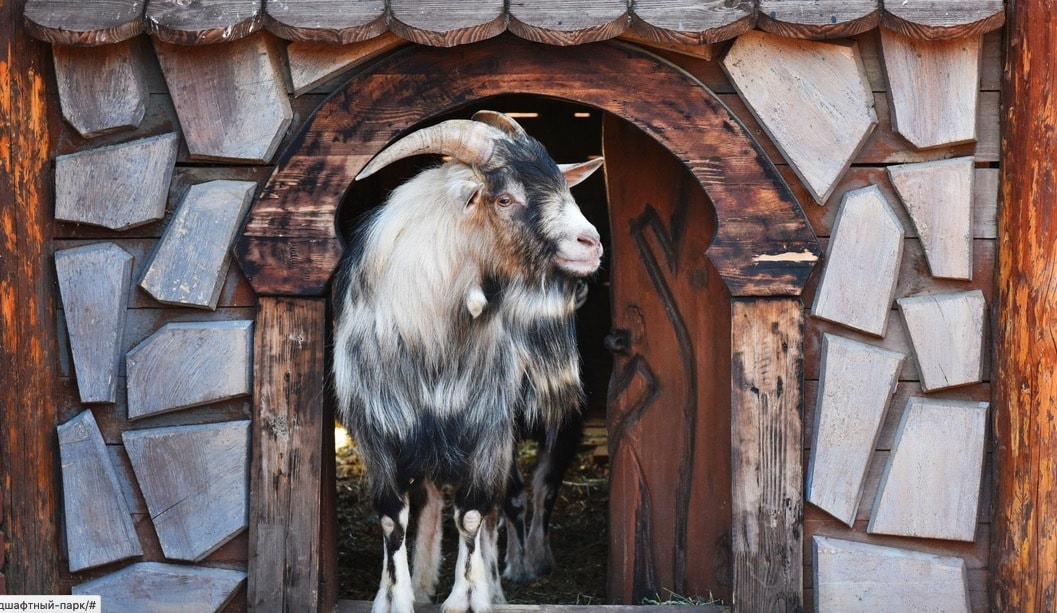 Фото диприз барановичи