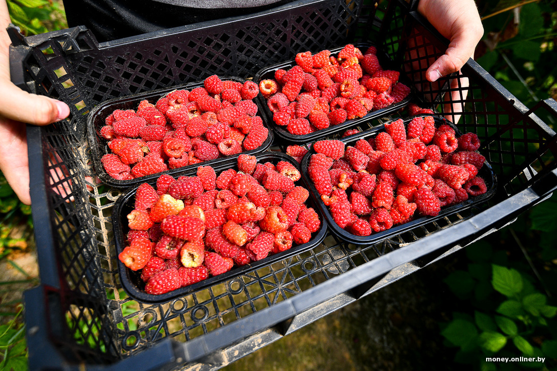 «Себестоимость ягоды — около 40 рублей». Белорус рискнул и занялся элитной малиной