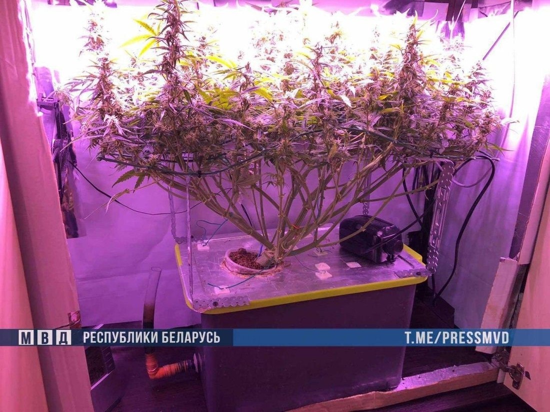 Шкафы по выращиванию марихуаны семена конопли для домашнего выращивания