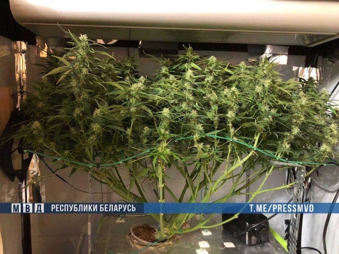 Марихуана в шкафу фото наркотики марихуана как выращивать