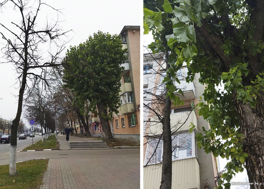 Неувядающие. В Витебске и Минске появились деревья, которые упорно не желают желтеть