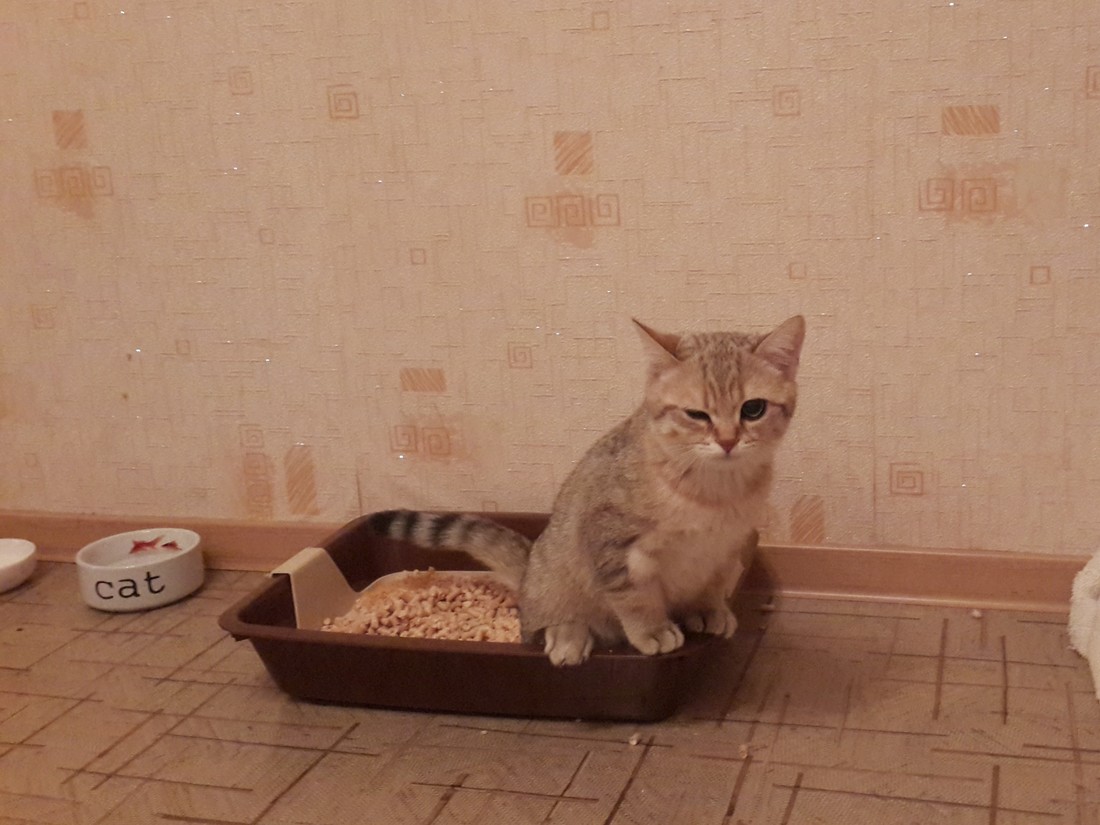 Кот обнял девушку Кот обнял девушку