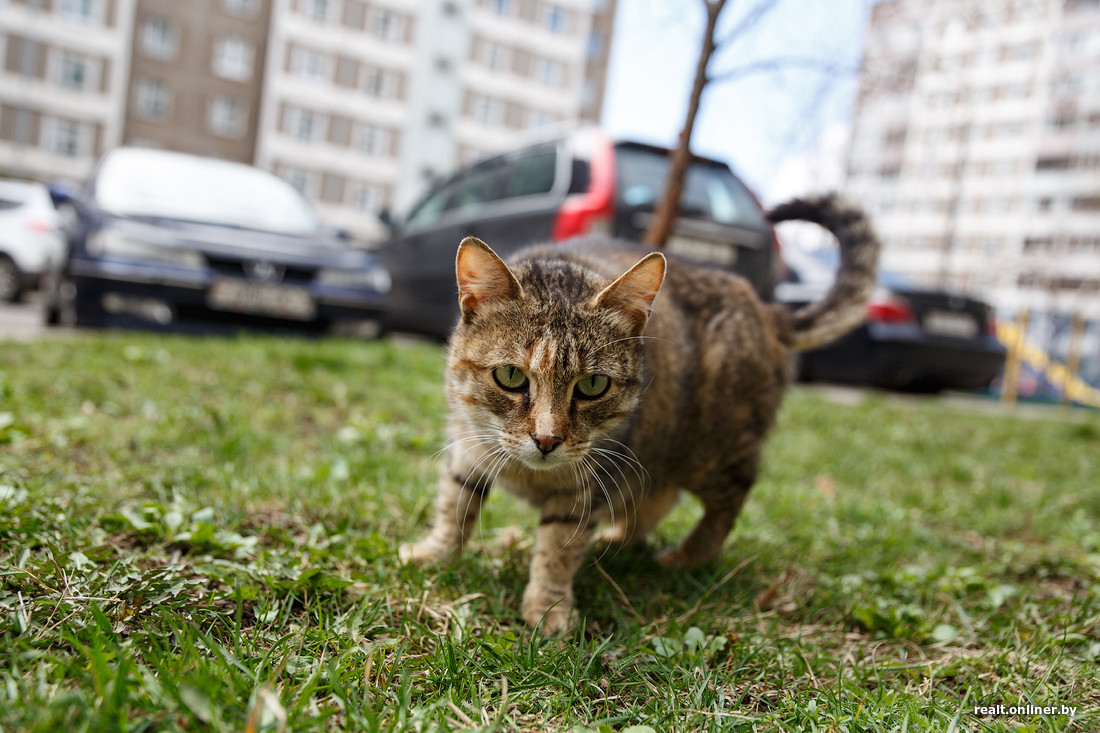 Чем питаются уличные кошки. Смотреть фото Чем питаются уличные кошки. Смотреть картинку Чем питаются уличные кошки. Картинка про Чем питаются уличные кошки. Фото Чем питаются уличные кошки