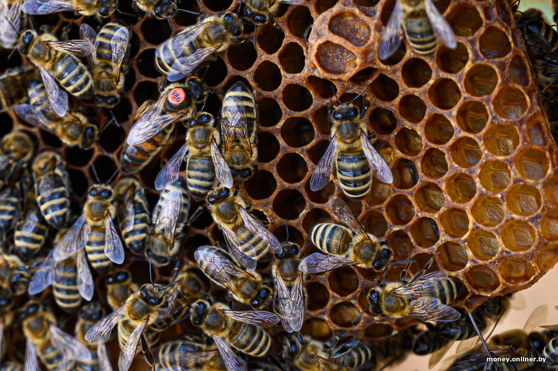 бизнес на пчелах