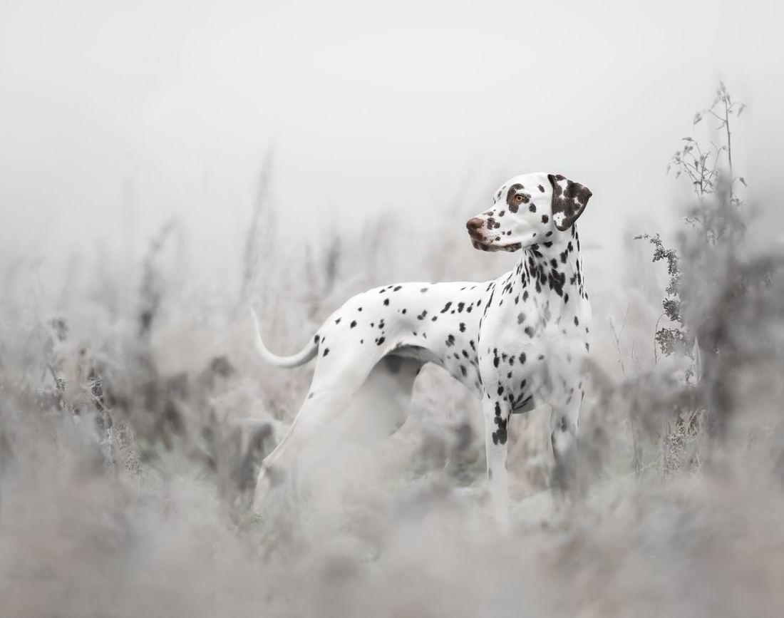 Опубликованы лучшие фото Dog Photography Awards 2022