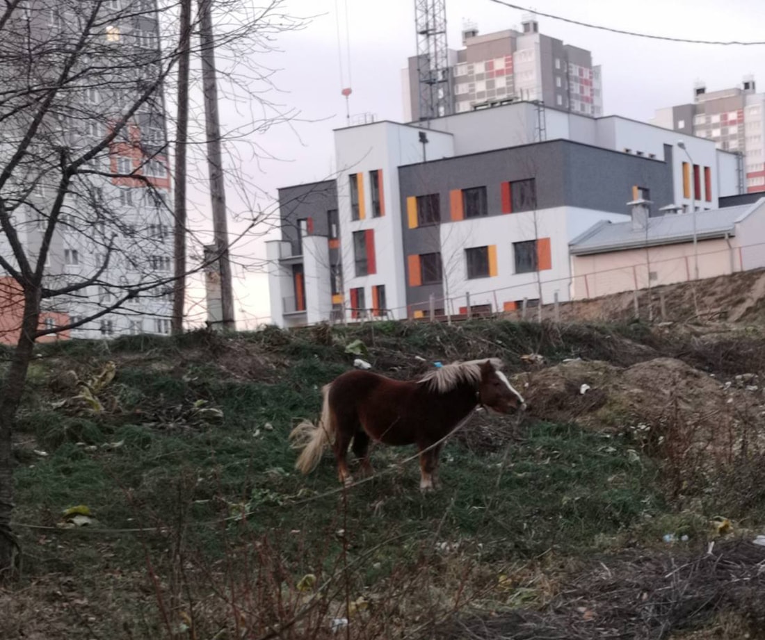 Пони ночует во дворах в Сухарево