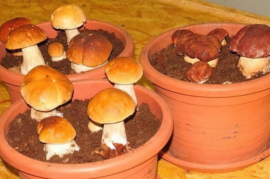 Гриб как правильно ухаживать. Выращивание белых грибов в домашних условиях. Грибы в горшке. Вырастил белые грибы. Вырастить грибы в домашних.