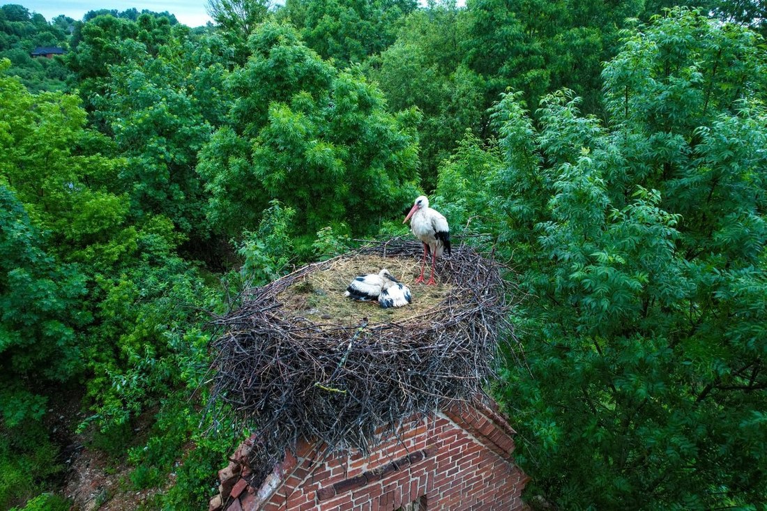 Гнездо для аиста: нюансы и варианты самостоятельного изготовления