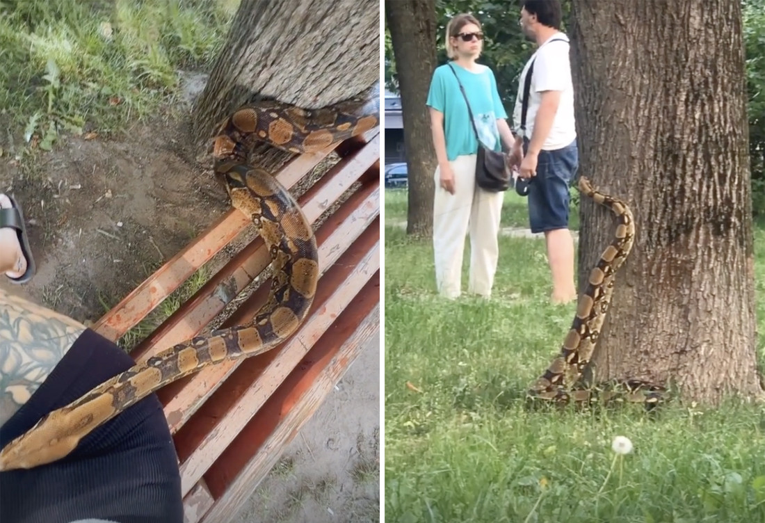 Минчанка выгуливала удава прямо во дворе