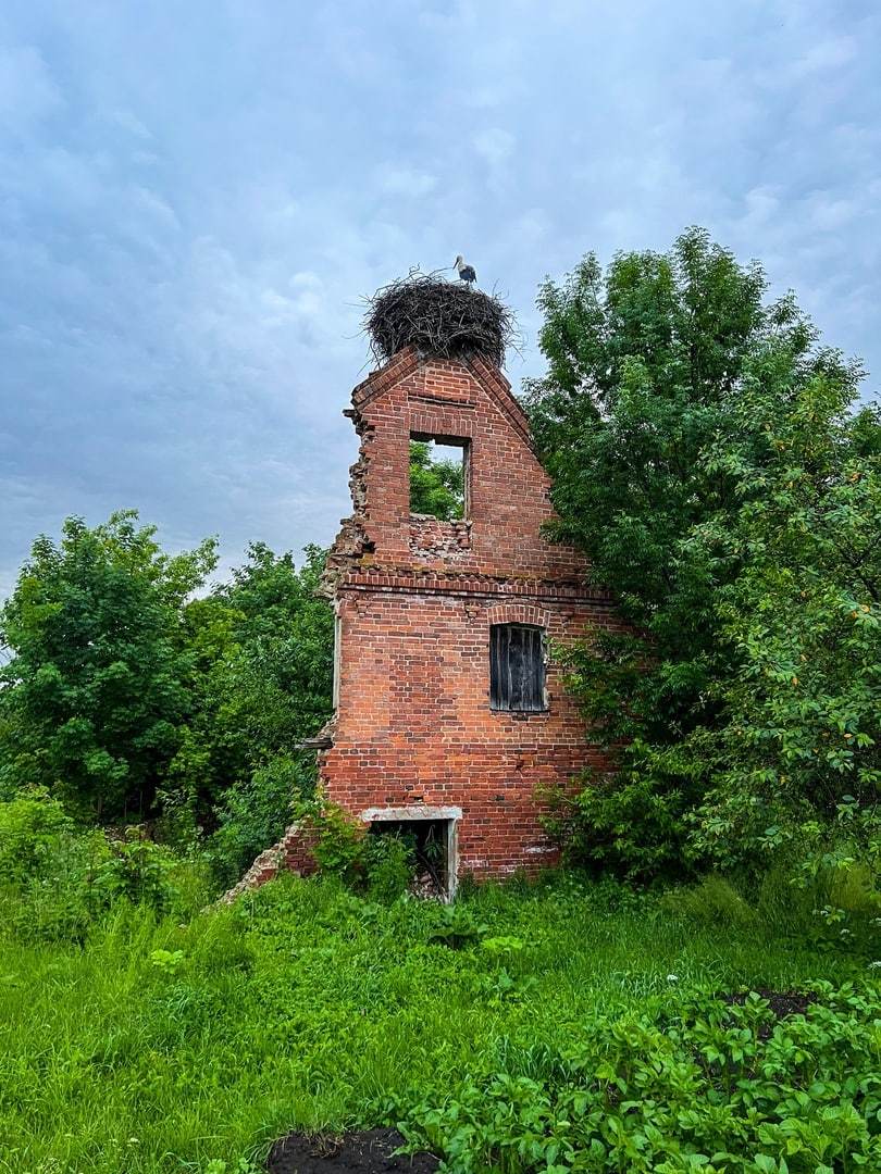 В Беларуси нашли самые большие гнезда аистов. Размер удивляет