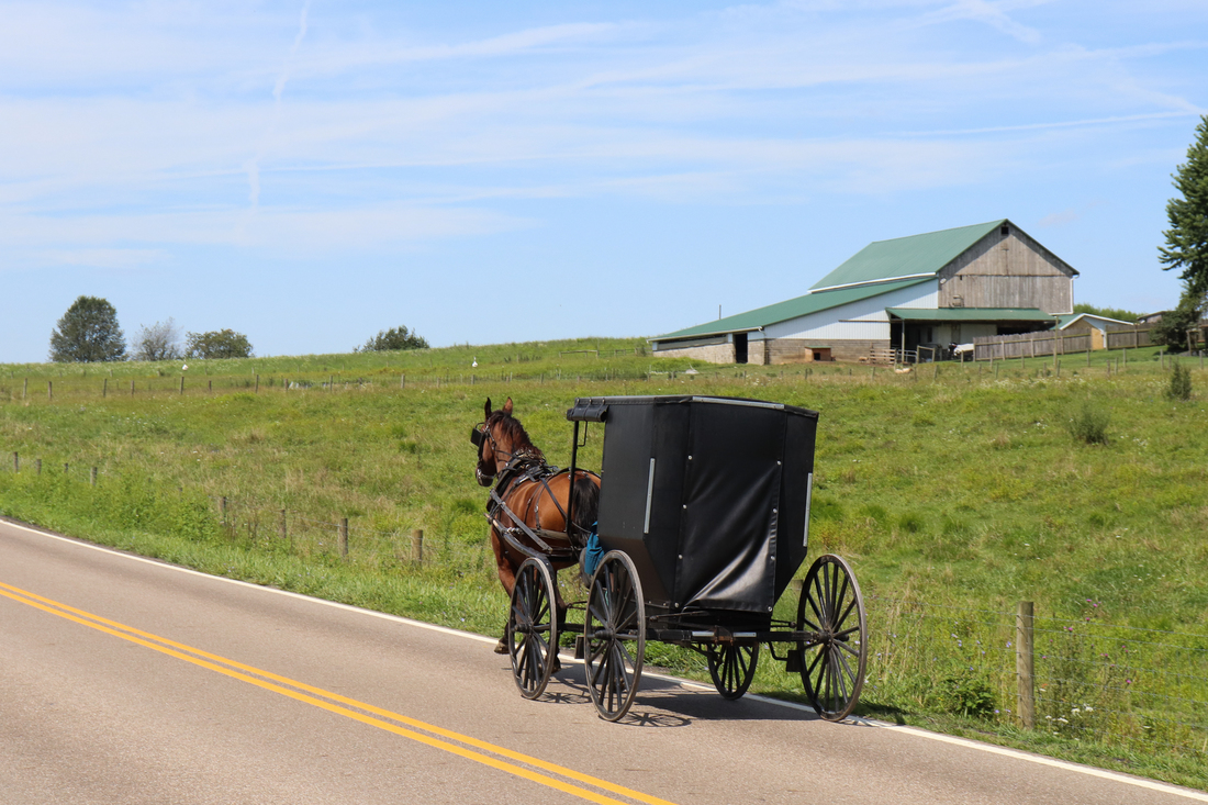 Золото амишей. Амиши. Повозка Амишей. Amish 2022. Amish Paradise.