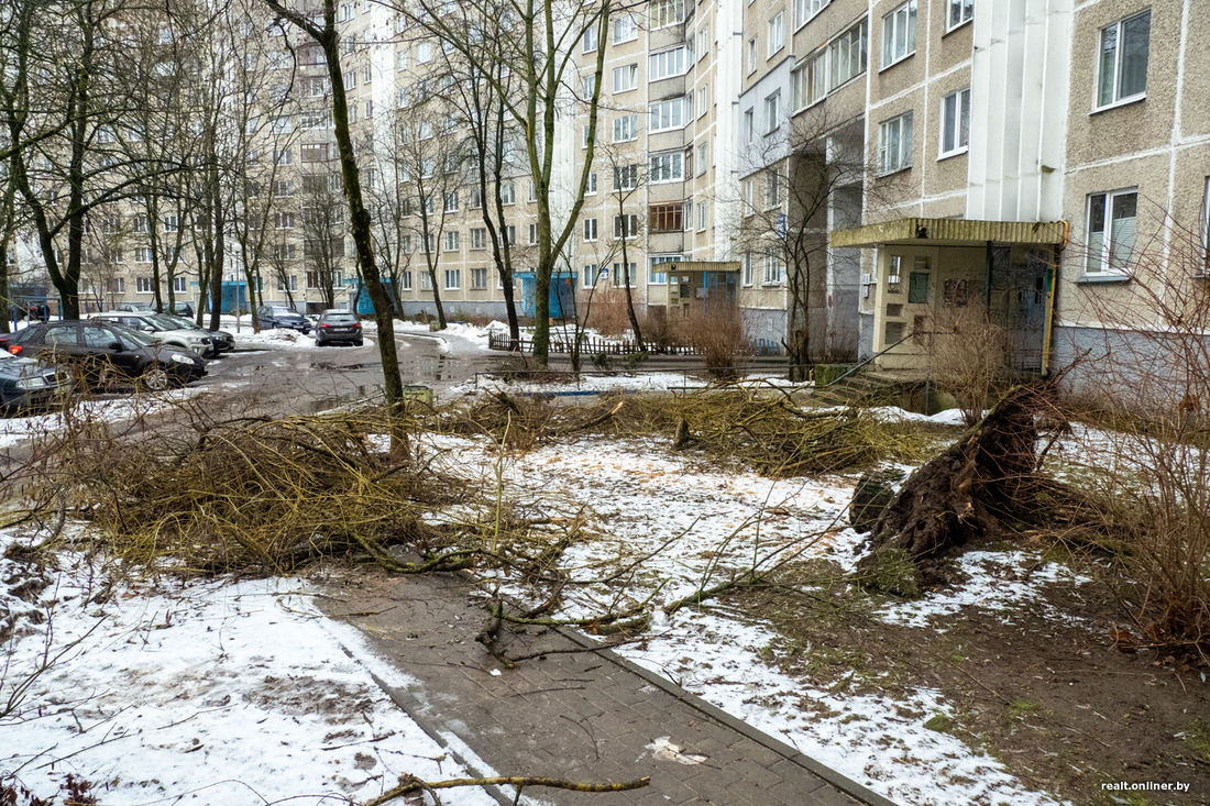 Привезла сына в детский сад — оказалась в больнице. На девушку во дворе упало  дерево, что происходит сейчас