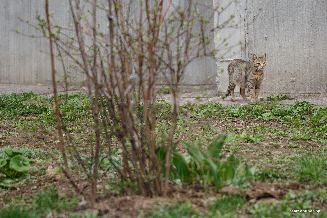 Чем питаются уличные кошки. Смотреть фото Чем питаются уличные кошки. Смотреть картинку Чем питаются уличные кошки. Картинка про Чем питаются уличные кошки. Фото Чем питаются уличные кошки