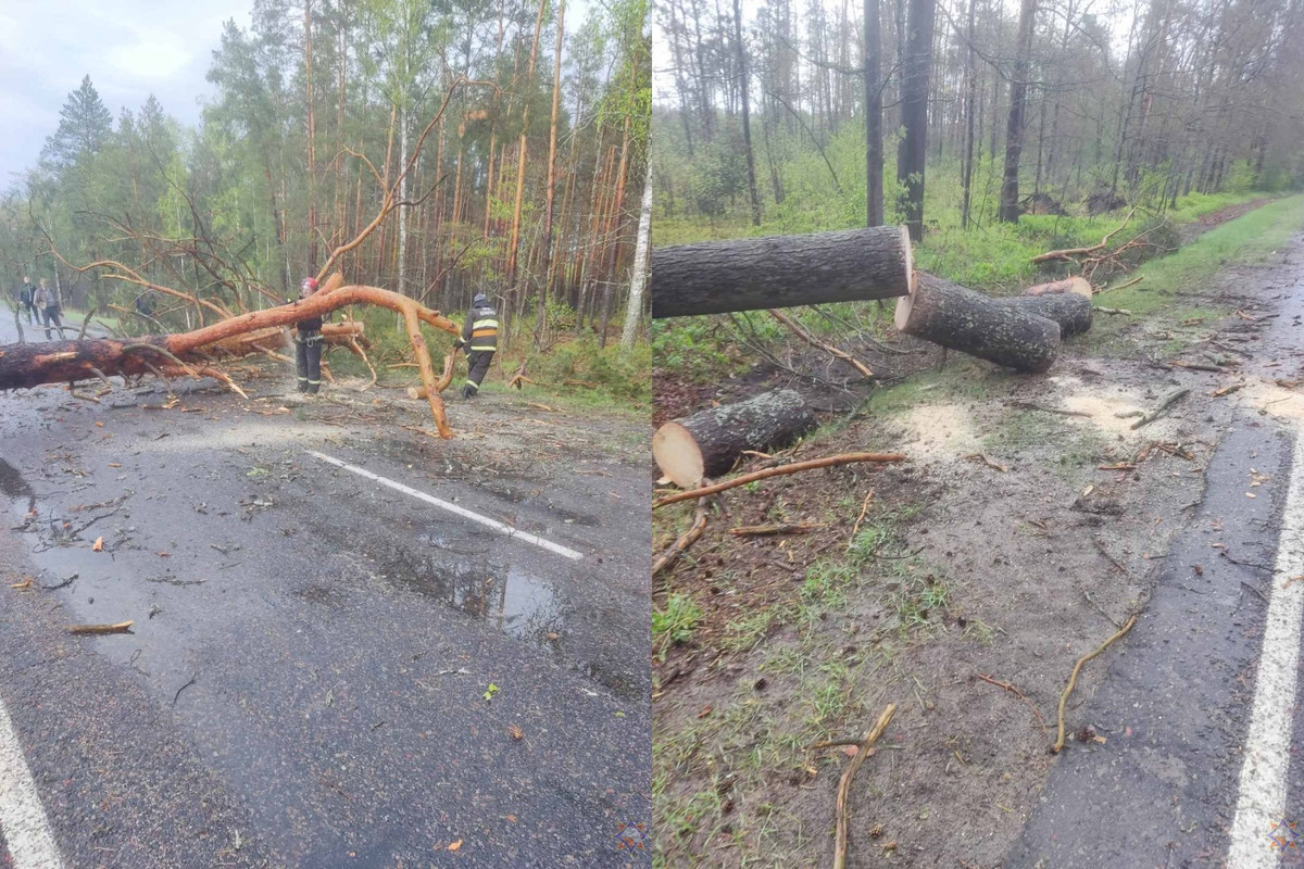 В Петриковском районе из-за непогоды погибла 71 корова