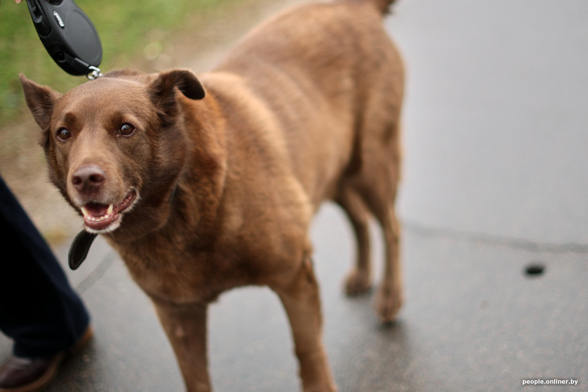 история белоруски