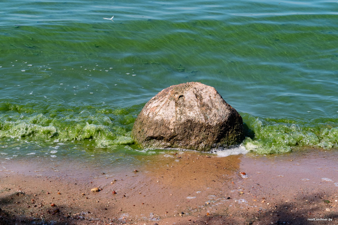 Минское море зеленая вода