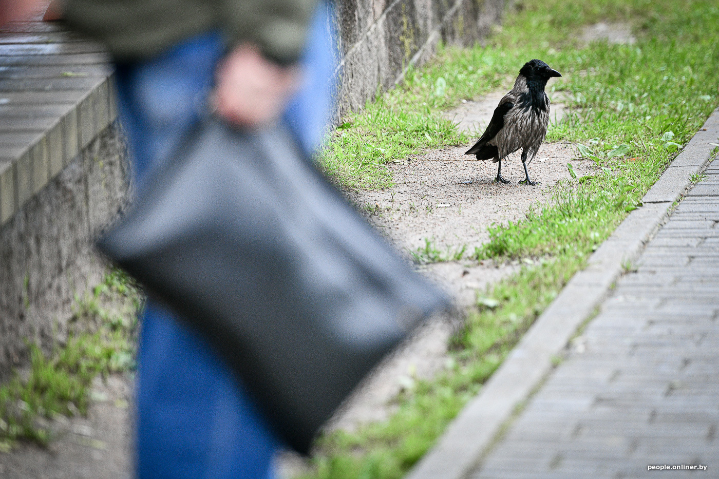 Вороны атаковали. Ворона дома. Ворон дома. Белая ворона Гродненская область. Почему ворон сопровождает?.