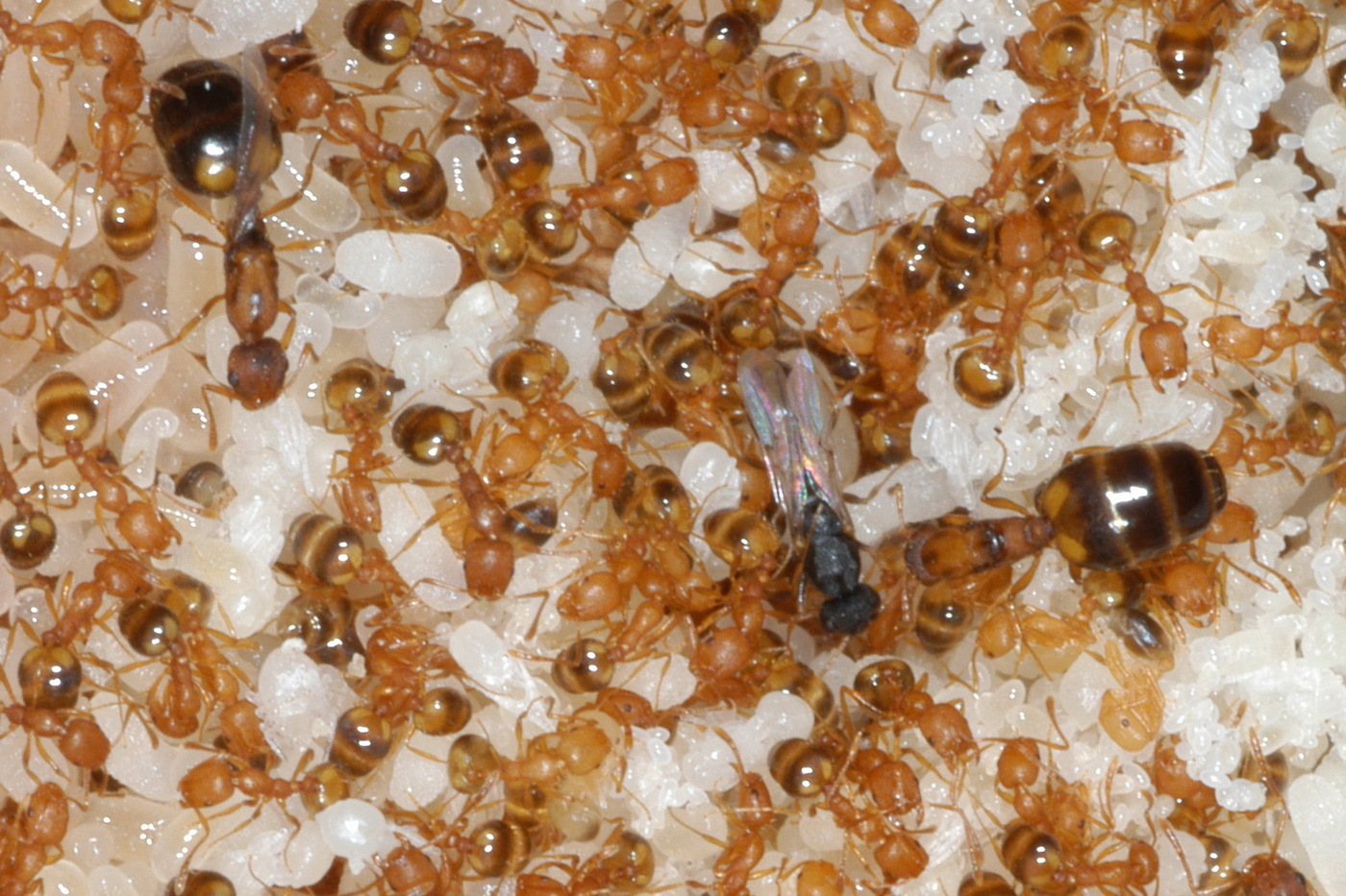 Муравьиная матка рыжих муравьев