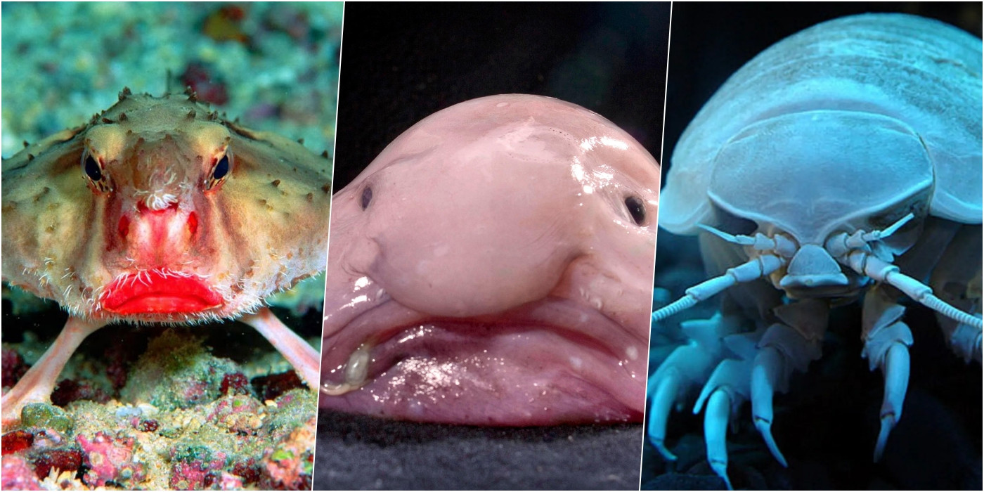 珍しい海の生き物
