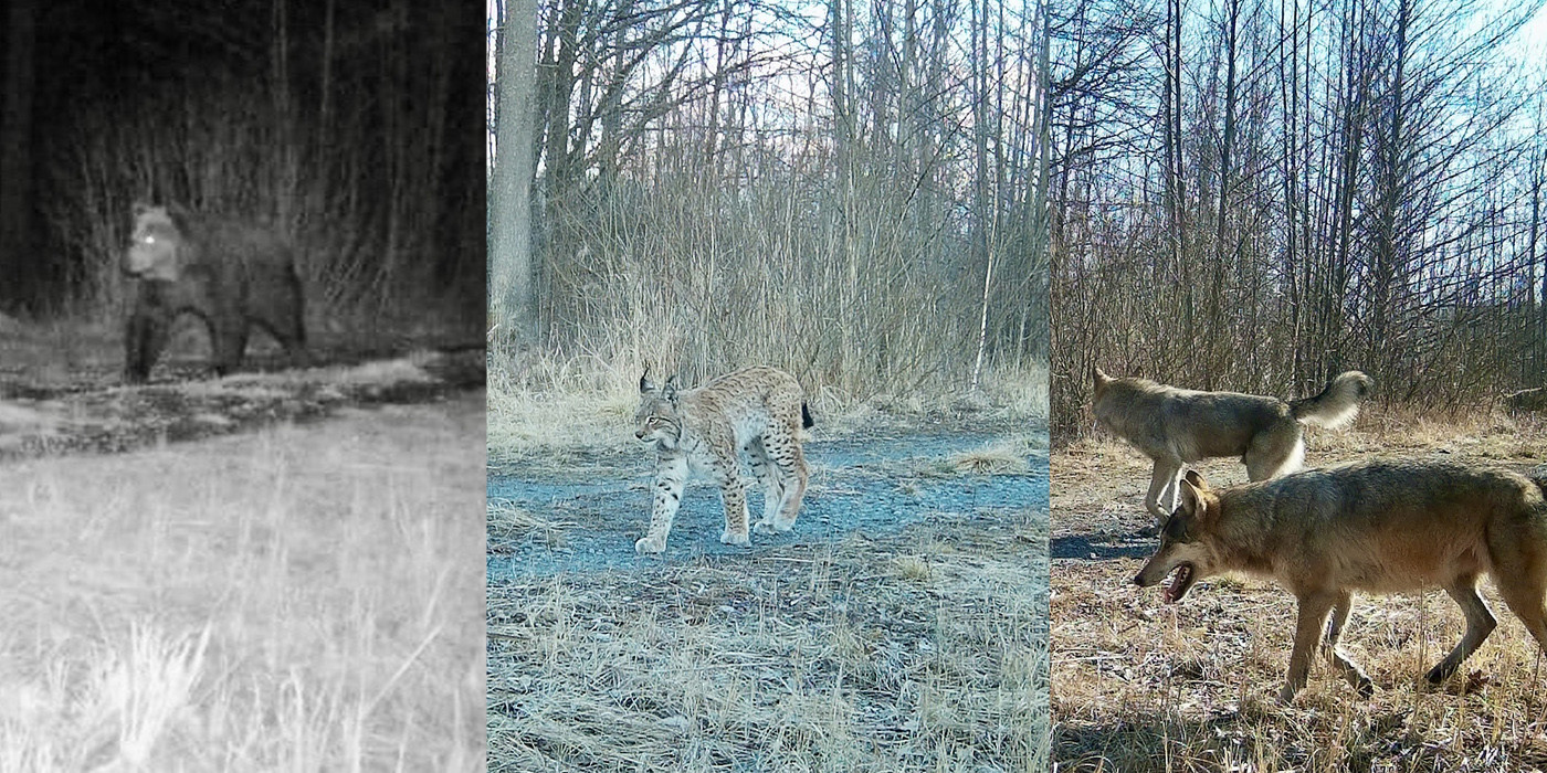 Кого засняли фотоловушки в