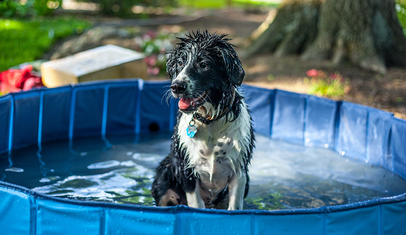 бассейн для собаки
