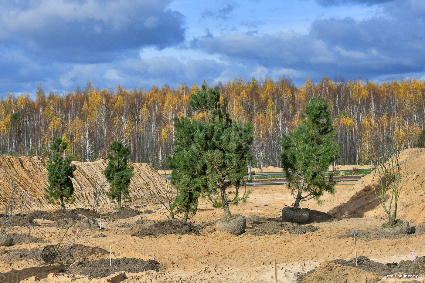 В Свердловской области прошла народная посадка леса