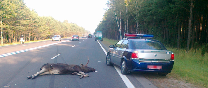 Авто сбил лося