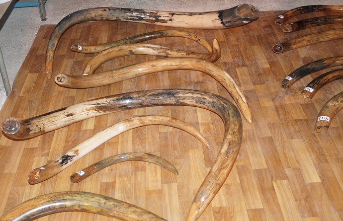 Житель Германии пытался провезти через Беларусь в Евросоюз 28 бивней мамонта