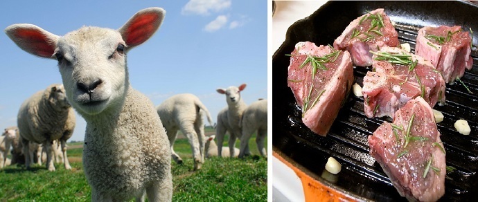 Во Франции нечаянно съели генно-модифицированную овцу с ДНК медузы