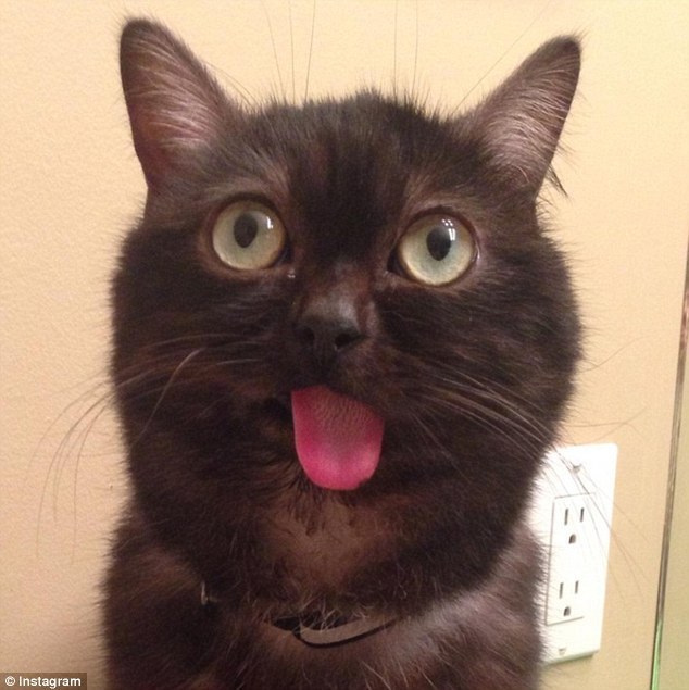 В Instagram новая звезда: на смену вечно грустному коту идет кот с  высунутым языком