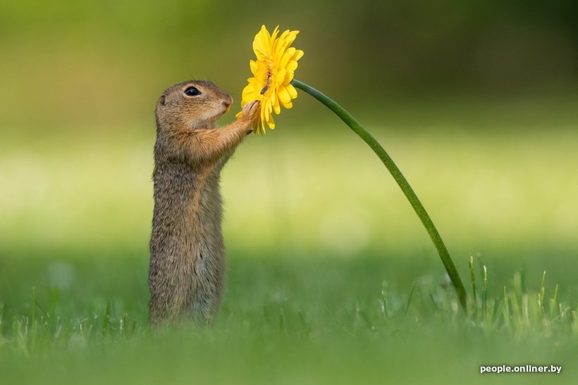 Фотография: суслик нюхает цветок