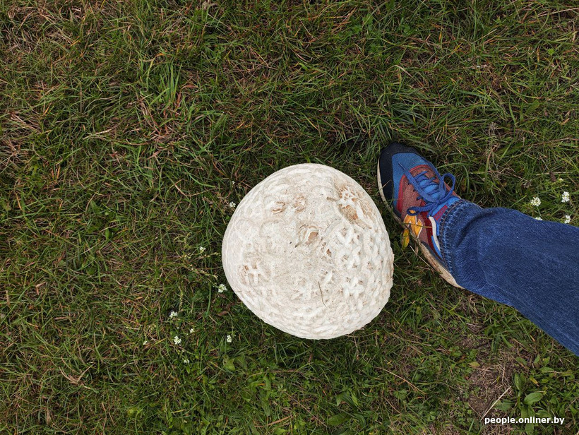 Вот такой гриб-гигант обнаружил в Брестской области читатель Onliner