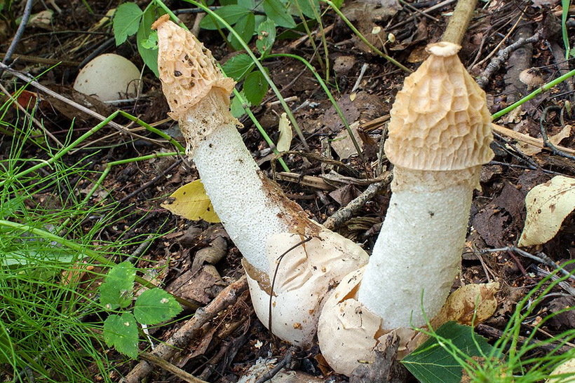 Странные грибы Беларуси. Можно ли их есть и что за это будет?