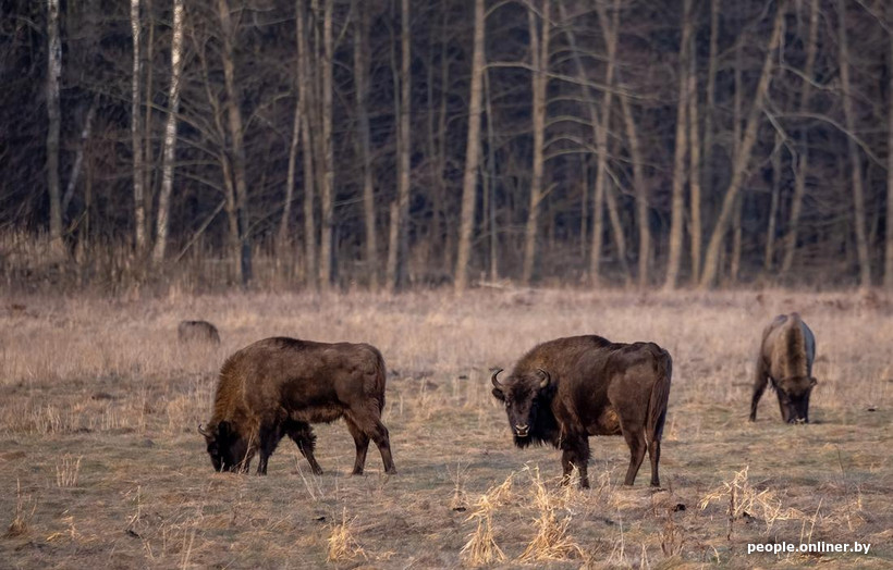 Почему технорейв в Беловежской пуще вызвал у людей бурную реакцию?