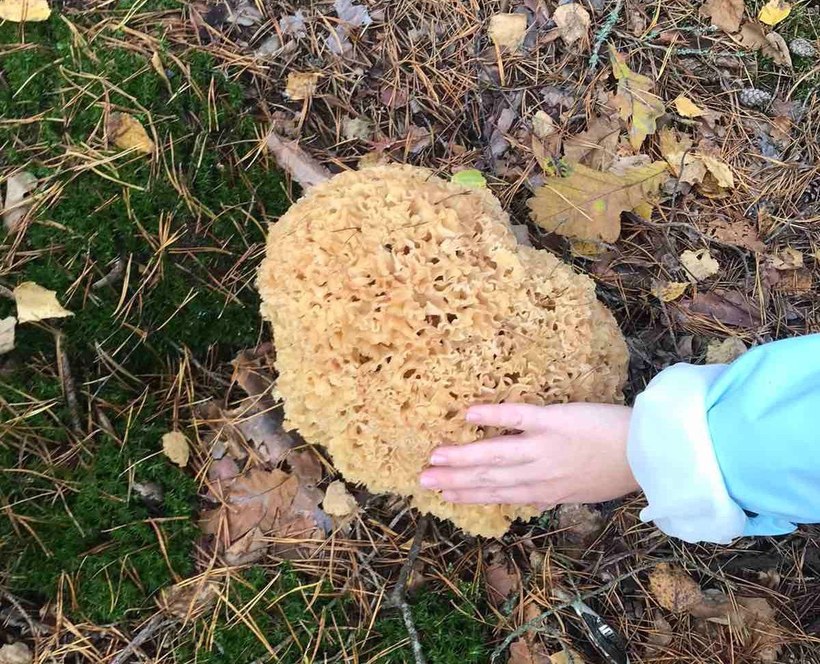 Странные грибы Беларуси. Можно ли их есть и что за это будет?