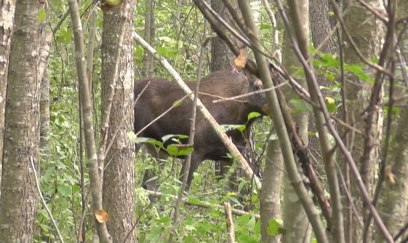 Видео: в петли браконьера попали два лося. Одного спасли, второй задохнулся
