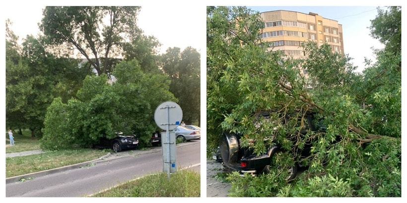 Деревья минск. Упавшее дерево на Минском шоссе-5.