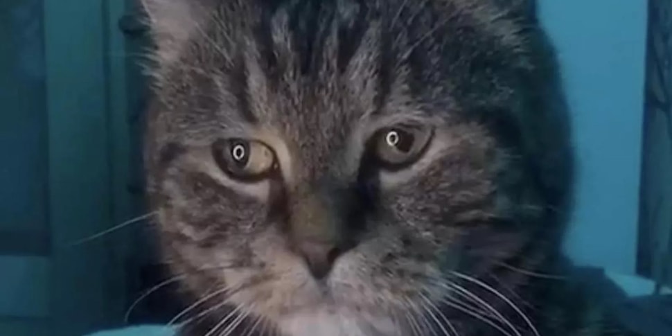 Грустный кот Миша покорил пользователей соцсетей и стал мемом о  несправедливости