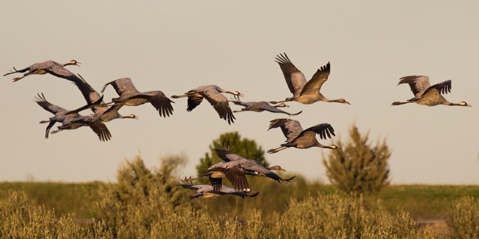 журавли на юг. соколов микитов улетают журавли. журавлиный клин в небе живопись. отлёт журавлей. клин журавлей в небе.